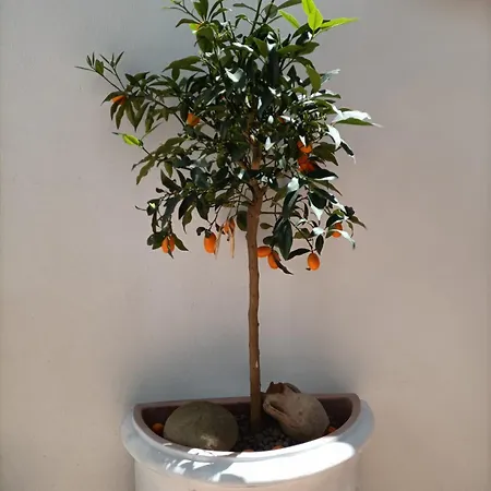A Casa Di Cicca