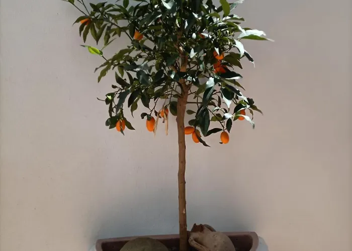 A Casa Di Cicca